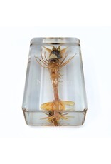 . Sea prawn in resin 7.5 x 4 x 2 cm