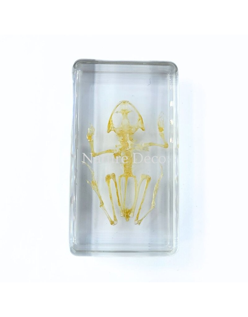 . Frog skeleton in resin 7.5 x 4 x 2 cm