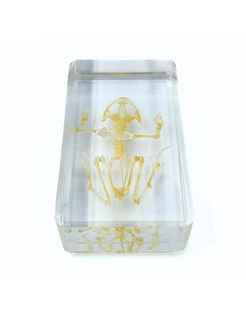 . Frog skeleton in resin 7.5 x 4 x 2 cm