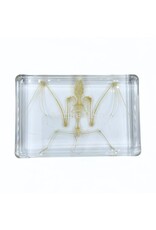 . Bat skeleton in resin 9 x 13.5 x 2.5 cm