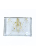 . Bat skeleton in resin 9 x 13.5 x 2.5 cm