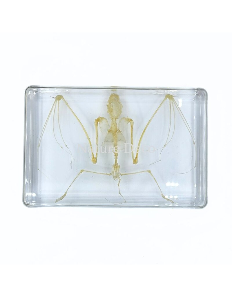 . Bat skeleton in resin 9 x 13.5 x 2.5 cm
