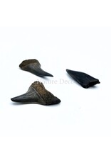 . Haaientand klein (3 stuks) 1,5 x 1 x 0,5 cm