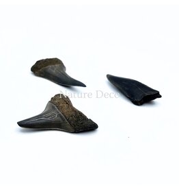 . Haaientand klein (3 stuks)