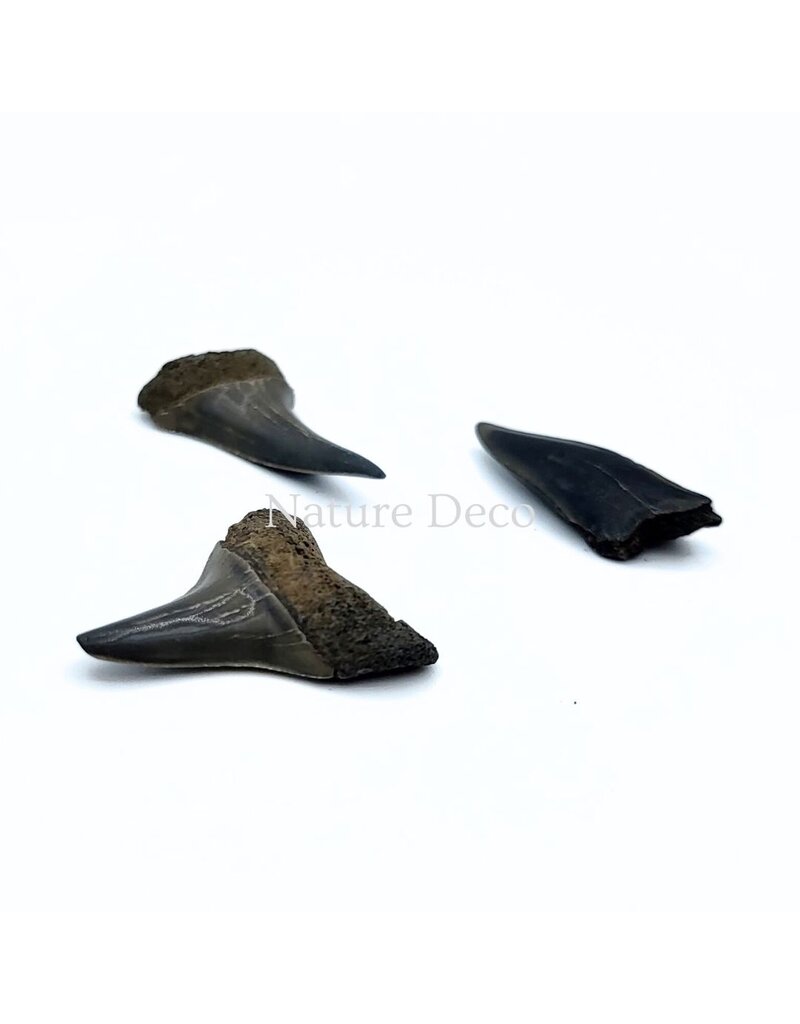 . Haaientand klein (3 stuks) 1,5 x 1 x 0,5 cm