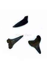 . Haaientand klein (3 stuks) 1,5 x 1 x 0,5 cm