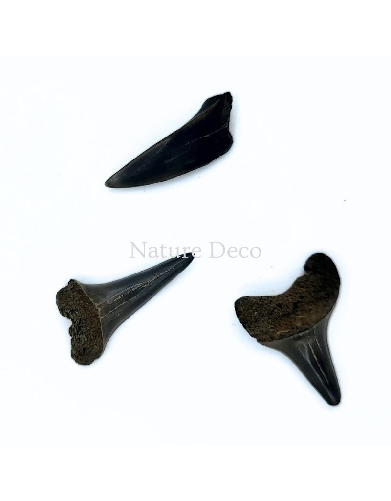 . Haaientand klein (3 stuks) 1,5 x 1 x 0,5 cm