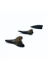 . Haaientand klein (3 stuks) 1,5 x 1 x 0,5 cm