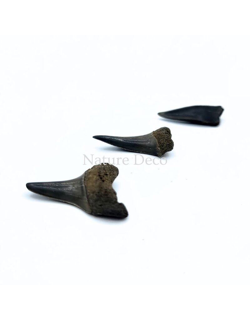 . Haaientand klein (3 stuks) 1,5 x 1 x 0,5 cm