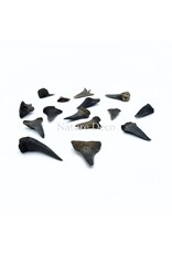. Haaientand klein (3 stuks) 1,5 x 1 x 0,5 cm
