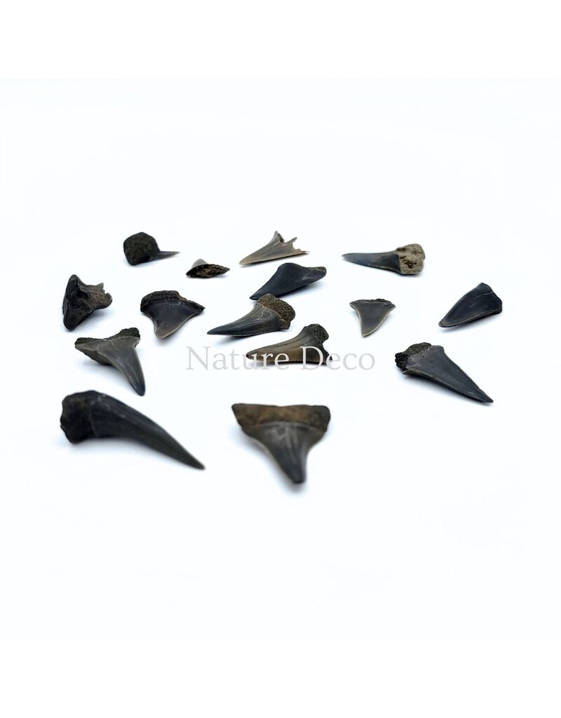 . Haaientand klein (3 stuks) 1,5 x 1 x 0,5 cm