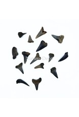 . Haaientand klein (3 stuks) 1,5 x 1 x 0,5 cm