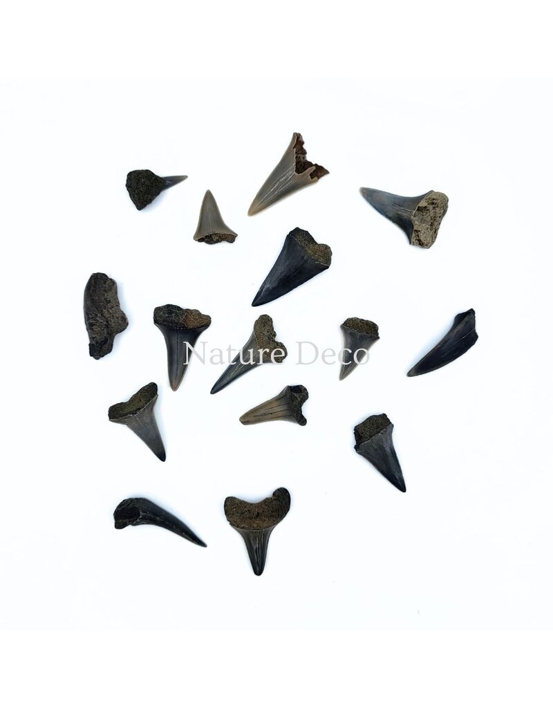 . Haaientand klein (3 stuks) 1,5 x 1 x 0,5 cm