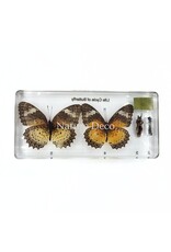 . Butterfly life cycle in resin #1, 7.5 x 16 x 2 cm