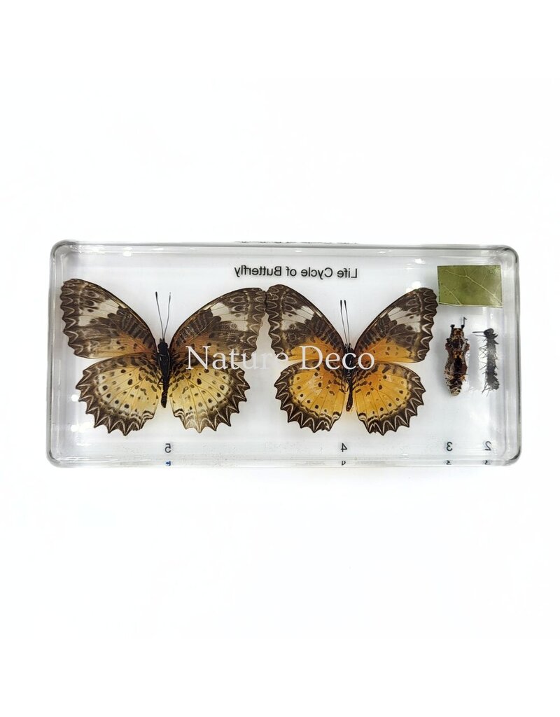 . Butterfly life cycle in resin #1, 7.5 x 16 x 2 cm
