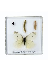 . Vlinder levenscyclus in hars #2, 7,5 x 7,5 x 1 cm