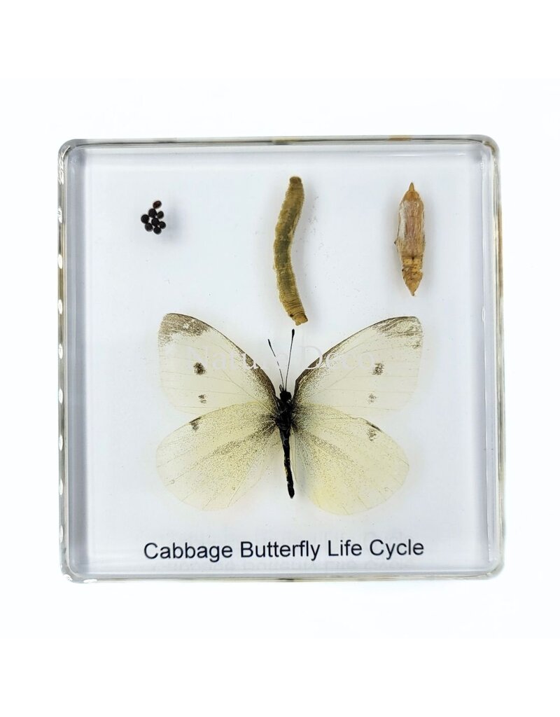 . Butterfly life cycle in resin #2, 7.5 x 7.5 x 1 cm