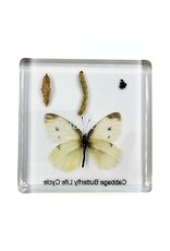 . Vlinder levenscyclus in hars #2, 7,5 x 7,5 x 1 cm
