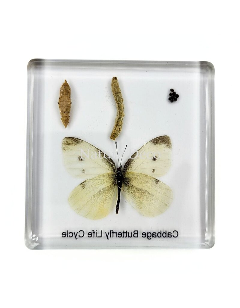 . Vlinder levenscyclus in hars #2, 7,5 x 7,5 x 1 cm