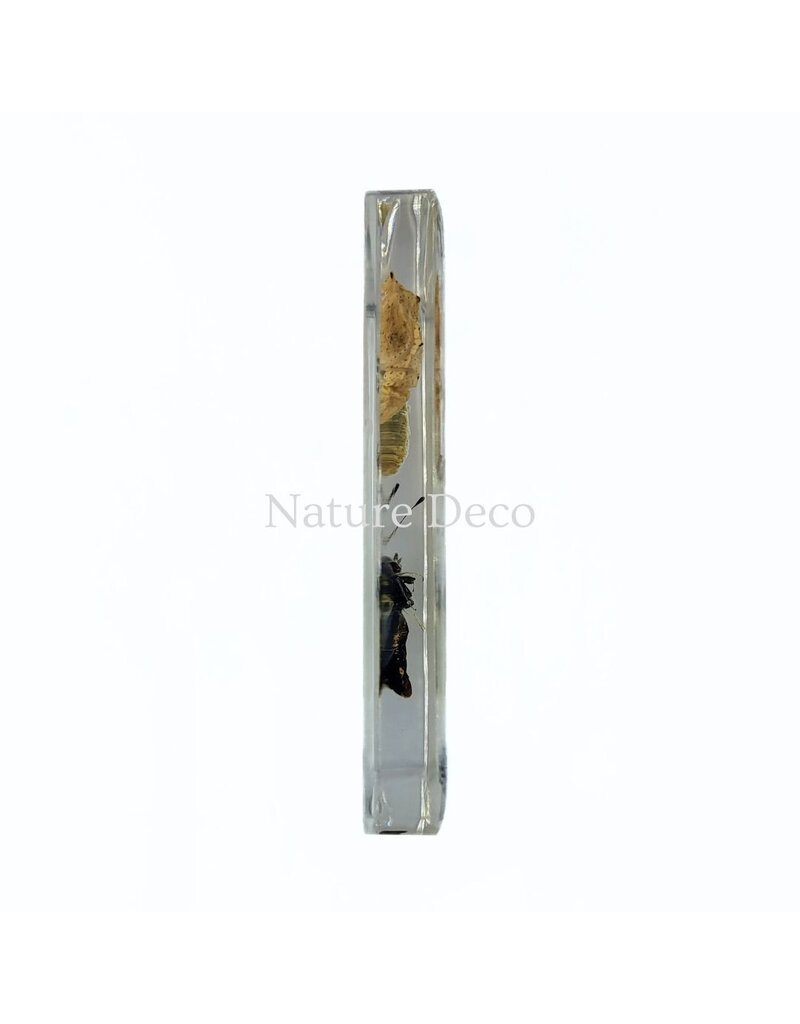 . Butterfly life cycle in resin #2, 7.5 x 7.5 x 1 cm