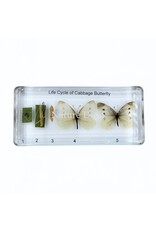 . Vlinder levenscyclus in hars #3, 13,5 x 6 x 2 cm