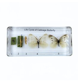 . Butterfly life cycle in resin #3 large