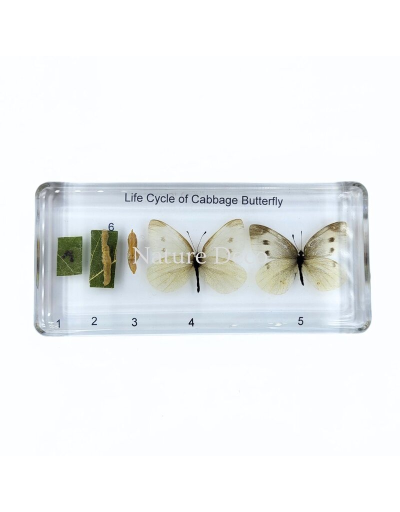 . Butterfly life cycle in resin #3, 13.5 x 6 x 2 cm