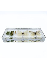 . Vlinder levenscyclus in hars #3, 13,5 x 6 x 2 cm