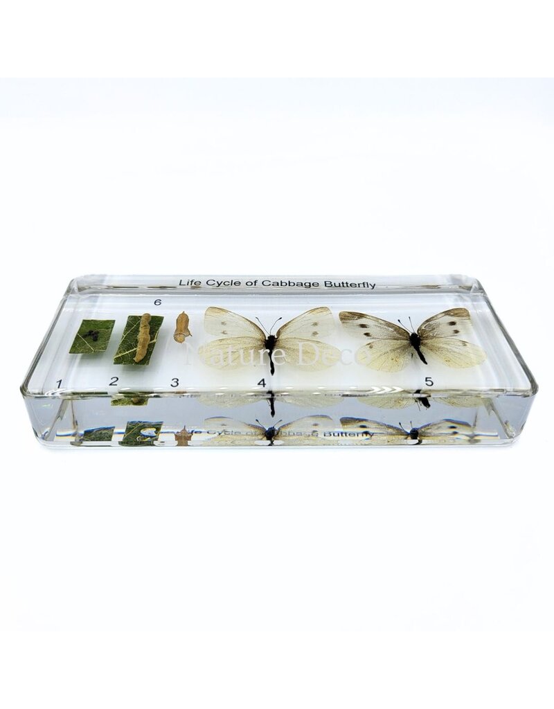 . Vlinder levenscyclus in hars #3, 13,5 x 6 x 2 cm