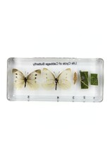 . Vlinder levenscyclus in hars #3, 13,5 x 6 x 2 cm