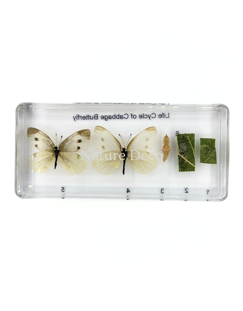 . Butterfly life cycle in resin #3, 13.5 x 6 x 2 cm