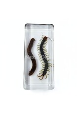 . Millipede and centipede in resin 13.5 x 6 x 2 cm