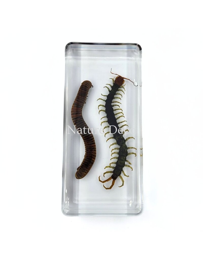 . Millipede and centipede in resin 13.5 x 6 x 2 cm
