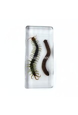 . Millipede and centipede in resin 13.5 x 6 x 2 cm