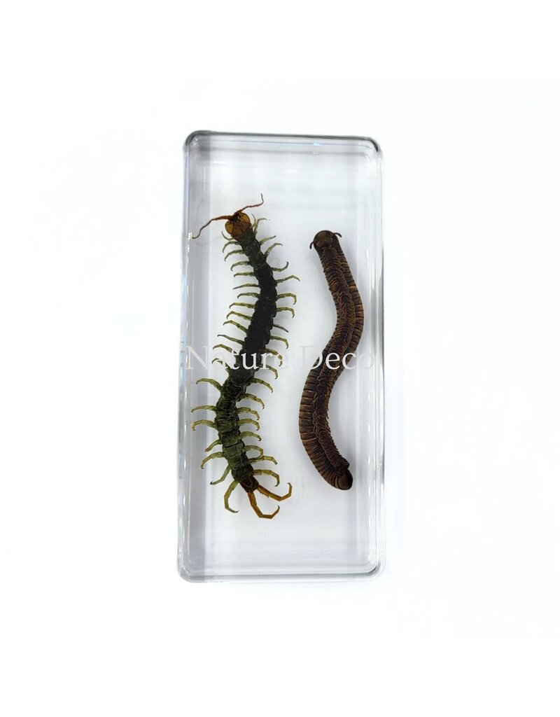 . Millipede and centipede in resin 13.5 x 6 x 2 cm