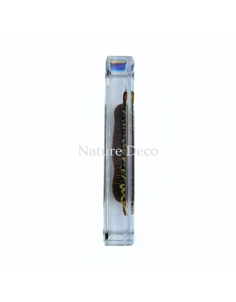 . Millipede and centipede in resin 13.5 x 6 x 2 cm