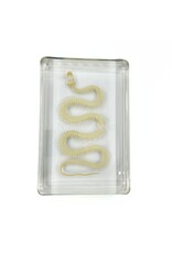 . Snake skeleton in resin large, 13.5 x 9 x 2.5 cm