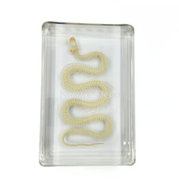 . Snake skeleton in resin large