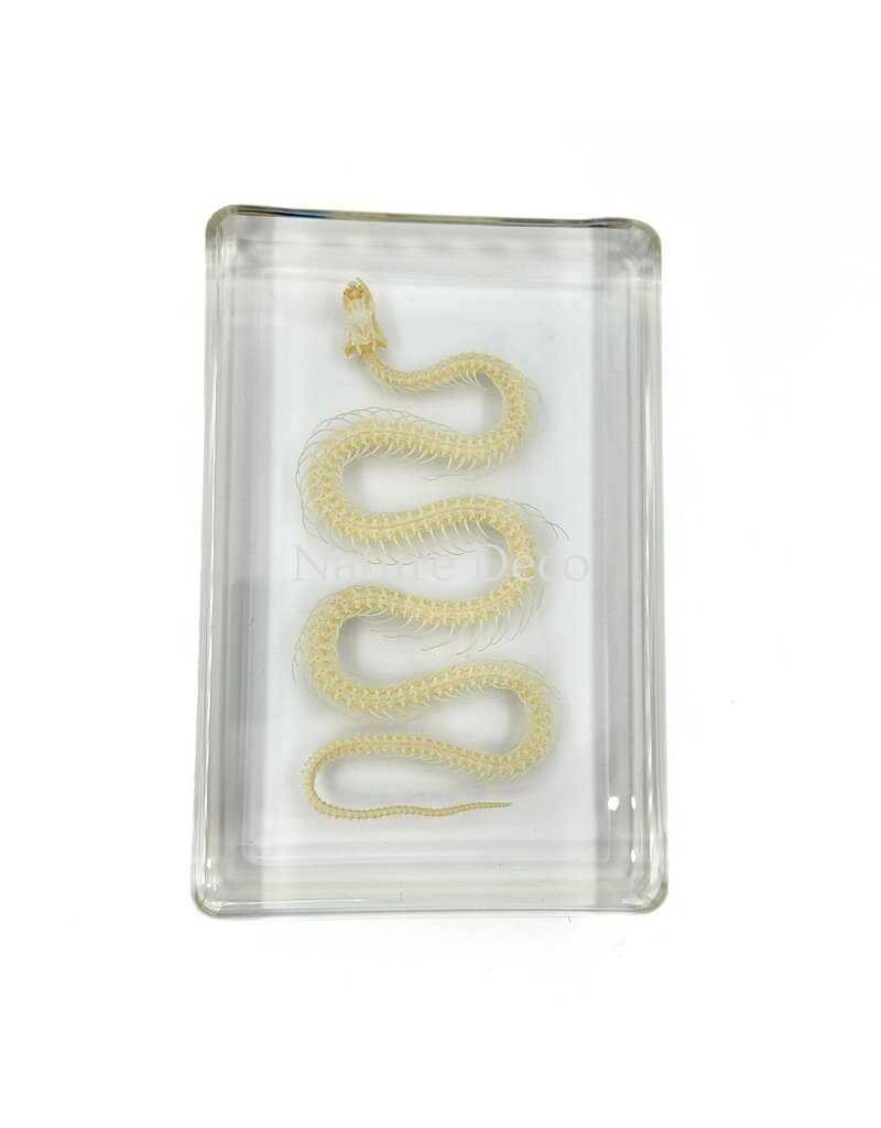 . Snake skeleton in resin large, 13.5 x 9 x 2.5 cm