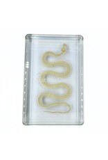 . Snake skeleton in resin large, 13.5 x 9 x 2.5 cm