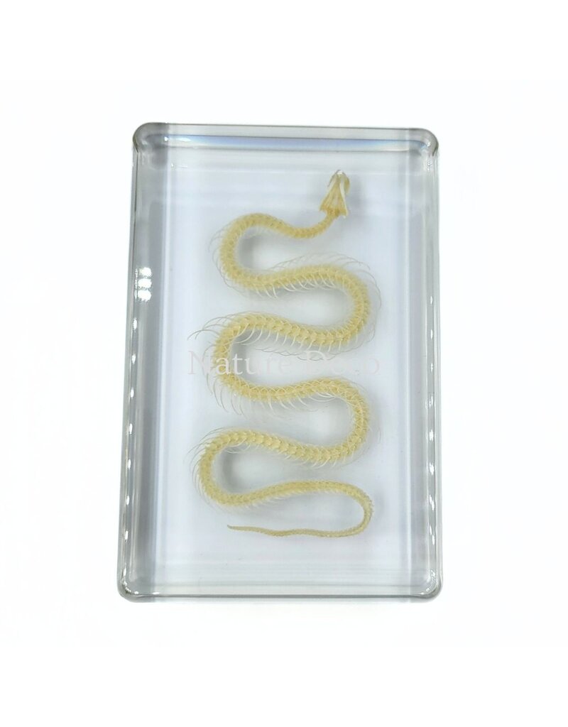 . Snake skeleton in resin large, 13.5 x 9 x 2.5 cm