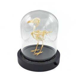 Nature Deco Bird skeleton in LED glass dome