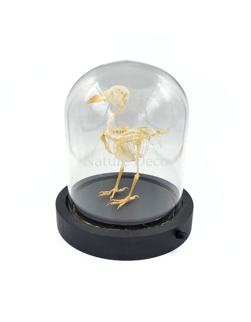 Nature Deco Vogelskelet in LED stolp 11,5 x 11,5 x 13 cm