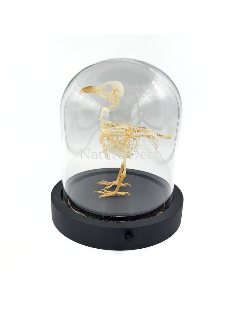 Nature Deco Bird skeleton in LED glass dome 11.5 x 11.5 x 13 cm