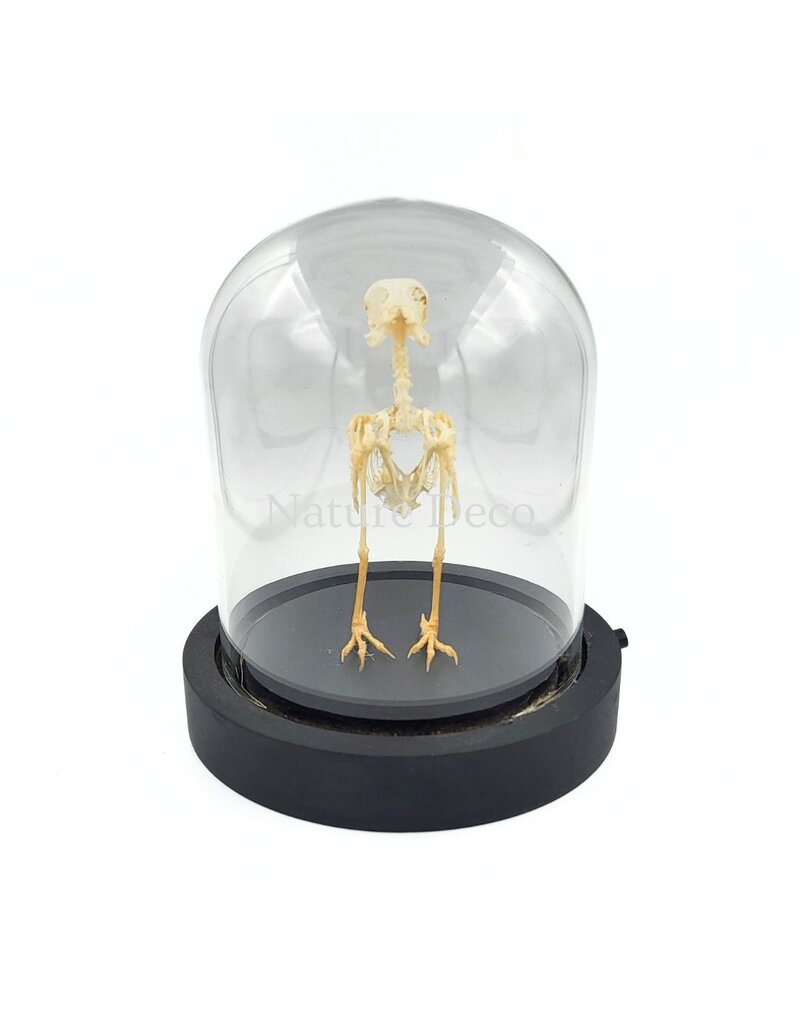 Nature Deco Vogelskelet in LED stolp 11,5 x 11,5 x 13 cm