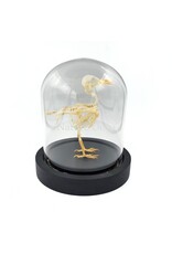 Nature Deco Bird skeleton in LED glass dome 11.5 x 11.5 x 13 cm