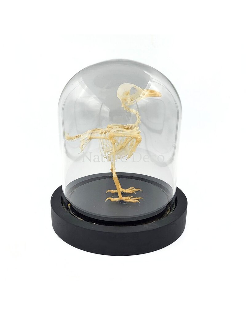 Nature Deco Bird skeleton in LED glass dome 11.5 x 11.5 x 13 cm
