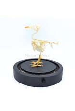 Nature Deco Bird skeleton in LED glass dome 11.5 x 11.5 x 13 cm