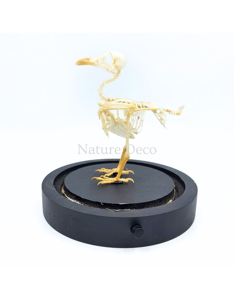 Nature Deco Bird skeleton in LED glass dome 11.5 x 11.5 x 13 cm