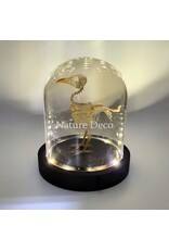 Nature Deco Bird skeleton in LED glass dome 11.5 x 11.5 x 13 cm